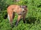 Maned wolf Chrysocyon brachyurus, largest canid