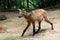 Maned wolf closeup