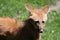 Maned wolf detail