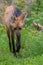 Maned wolf at Nordens Ark, Sweden