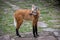 Maned wolf on a pathway of Sanctuary Caraca, turning head to the left, Minas Gerais, Brazil