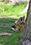 Maned Wolf, Phoenix Zoo, Arizona Center for Nature Conservation, Phoenix, Arizona, United States