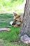 Maned Wolf, Phoenix Zoo, Arizona Center for Nature Conservation, Phoenix, Arizona, United States