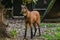 Maned wolf is a predatory mammal of the canine family