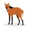 Maned wolf in realistic style standing on a white background. Animals of south america.