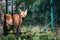 Maned Wolf standing in an enclosure