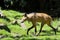 Maned Wolf walking on grass