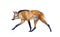 Maned wolf walking isolated