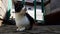 Maneki neko tricolor cat rest on the stone floor near house in summer yard