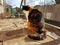 Maneki Neko tricolor cat sitting on the doorstep in sunny day