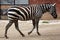 Maneless zebra (Equus quagga borensis).