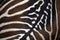 Maneless zebra (Equus quagga borensis) skin texture.