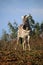 Maneless zebra foal on top of a mound