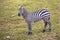 Maneless Zebra looking in camera