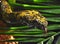 Mang Mountain pit viper Protobothrops mangshanensis