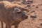 Mangalica a Hungarian breed of domestic pig