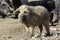 Mangalica a Hungarian breed of domestic pig