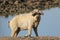 Mangalica a Hungarian breed of domestic pig