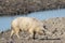 Mangalica a Hungarian breed of domestic pig