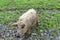 Mangalica Hungarian breed of domestic pig on farm grazing in mud and green grass