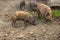 Mangalica Hungarian breed of domestic pigs