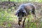 Mangalica in the Netherlands