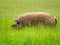 Mangalica Pig Enjoying the Summer Grass