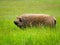 Mangalica Pig Enjoying the Summer Grass