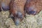 Mangalica pigs in the hutch