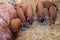 Mangalica pigs and piglets