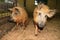 Mangalica twin pigs