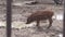 Mangalitsa piglets walking in the mud on the farm