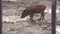 Mangalitsa piglets walking in the mud on the farm