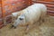 Mangalitsa pigs in the hutch