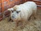 Mangalitsa pigs in the hutch