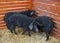 Mangalitsa pigs in the hutch