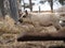 Mangalitsa pigs in a pigsty