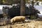 Mangalitsky, mangalitsa breed pig and a garbage truck