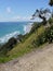 Mangawhai cliff walk: coast view Pohutukawa tree