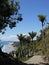 Mangawhai cliff walk: nikau trees coast view