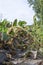 Mangelwurzel or mangold wurzel growing in agricultural field. Mangold, mangel beet, field beet, fodder beet or root of scarcity