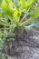 Mangelwurzel or mangold wurzel growing in agricultural field. Mangold, mangel beet, field beet, fodder beet or root of scarcity