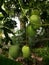 Manggo fruit in the garden