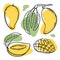 MANGO BRANCH Delicious Fruit Sketch Vector Illustration Set