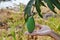 Mango on branch and hand supporting in paddy field