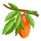 Mango branch icon cartoon . Tropical leaf
