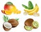 Mango, Coconut, kiwi and banana Vector realistic set collection fruits isolated