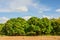 Mango field,mango farm with blue sky background.Agricultural con