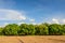 Mango field, mango farm with blue sky background. Agricultural con