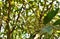 Mango flower bloom at treetop and waiting rain for growth to be fruit on gargen in summer